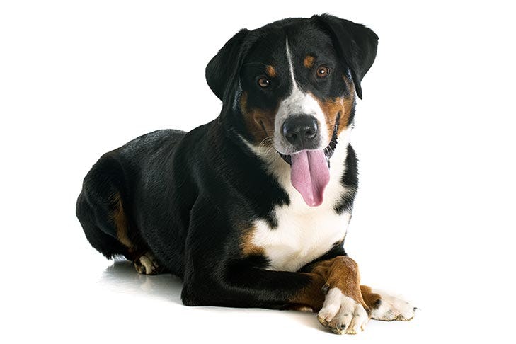 Secondary image of Appenzeller Sennenhund dog breed