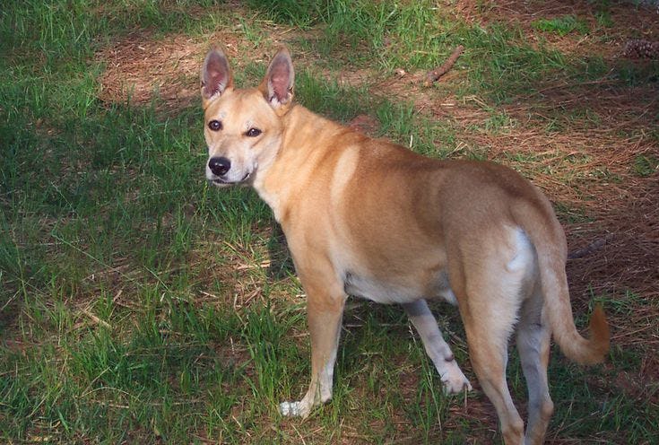 Secondary image of Carolina Dog dog breed