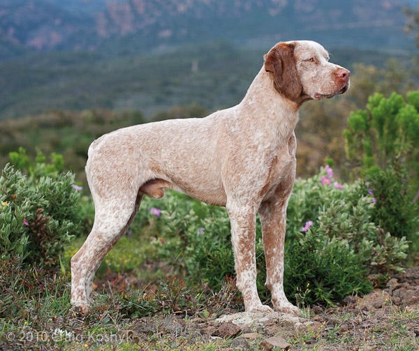 Secondary image of Braque du Bourbonnais dog breed