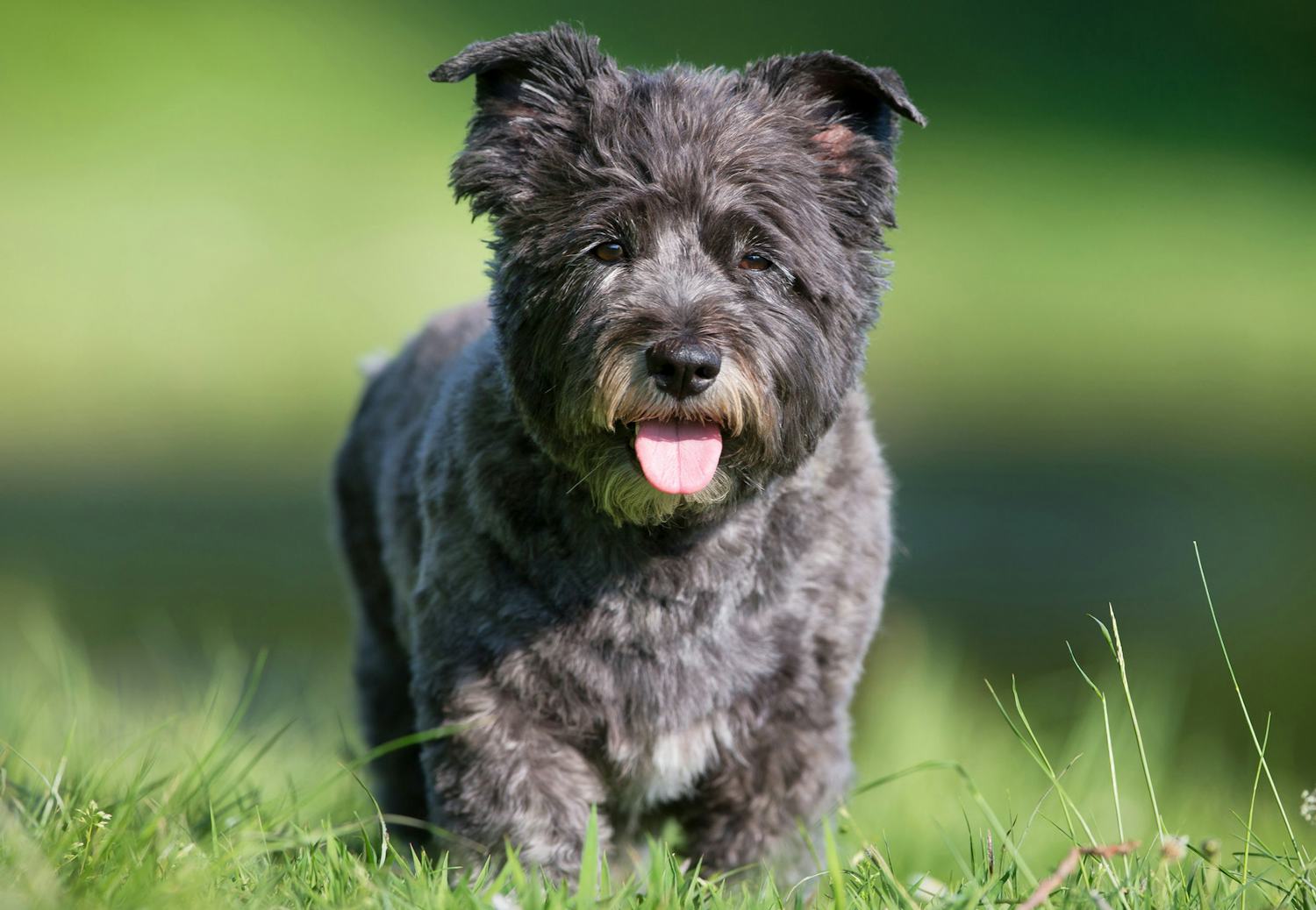 Secondary image of Cairn Terrier dog breed