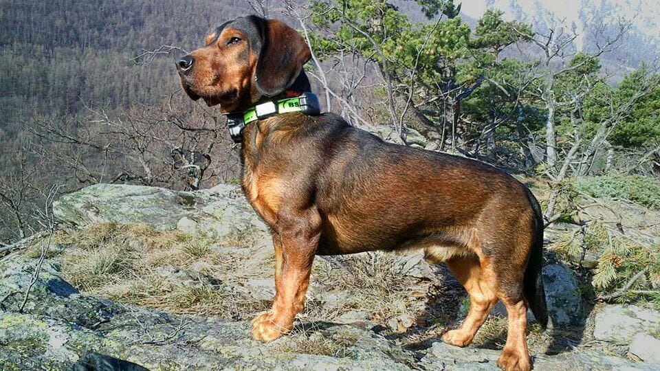Secondary image of Alpine Dachsbracke dog breed