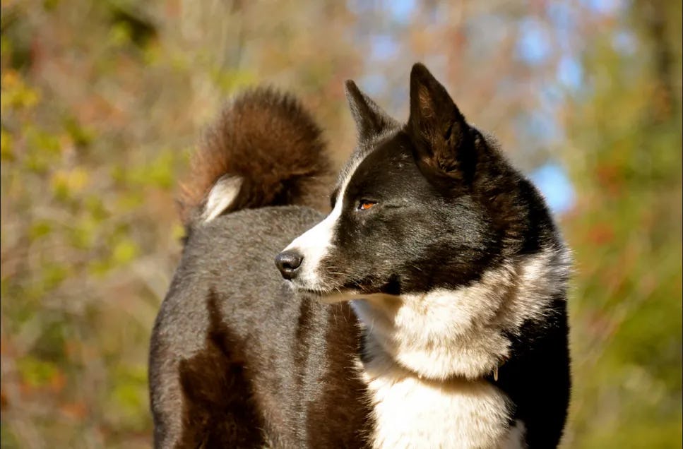 Secondary image of Karelian Bear Dog dog breed