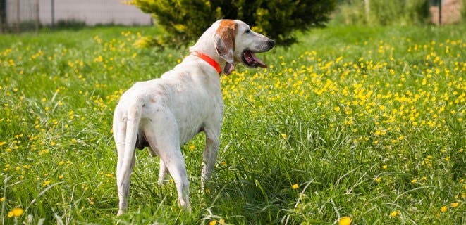 Secondary image of Billy dog breed