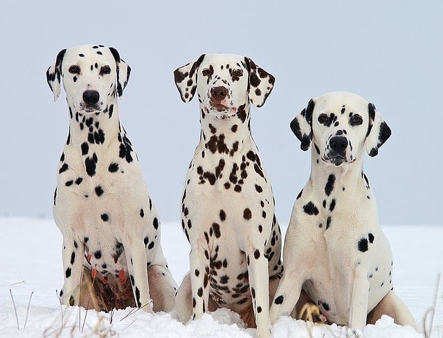 Secondary image of Dalmatian dog breed