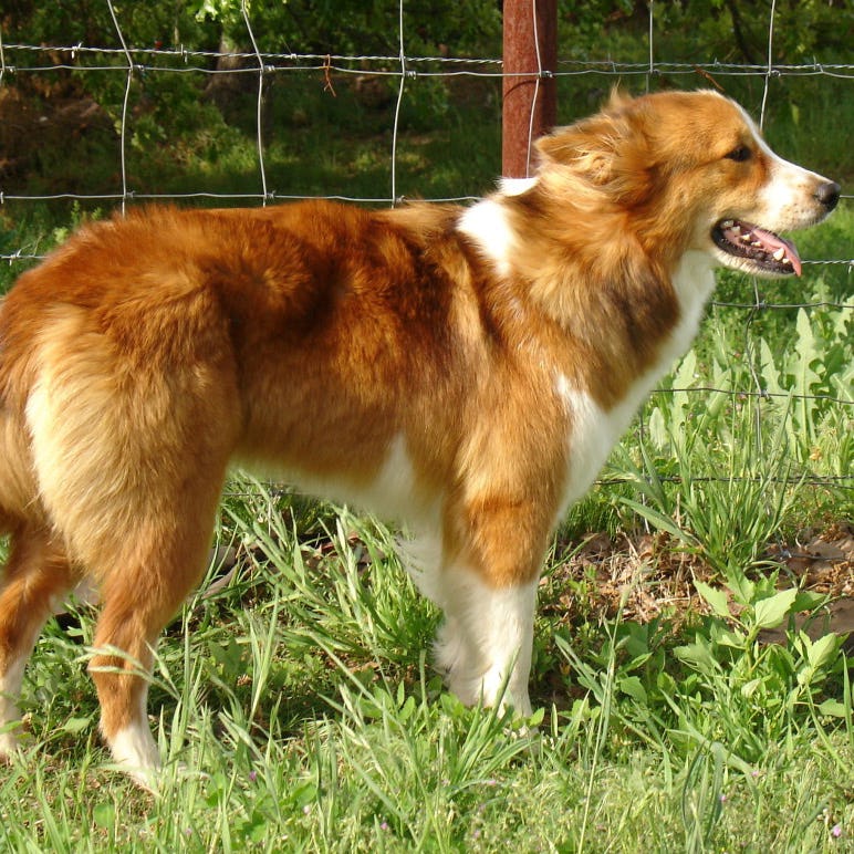 Secondary image of Basque Shepherd Dog dog breed
