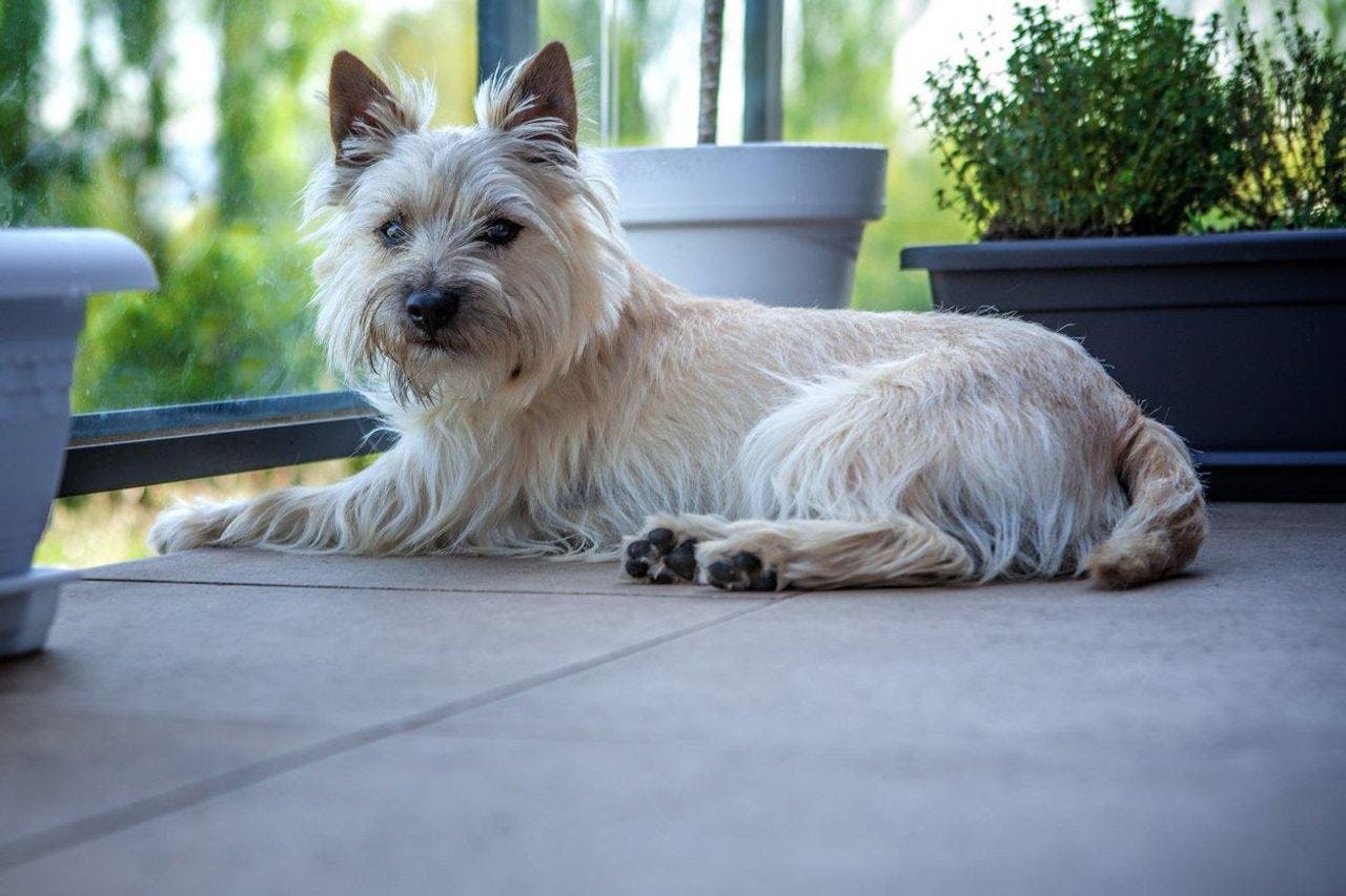 Secondary image of Cairn Terrier dog breed