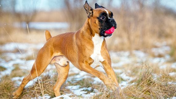 Secondary image of Boxer dog breed
