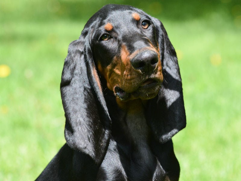 Secondary image of Black And Tan Coonhound dog breed