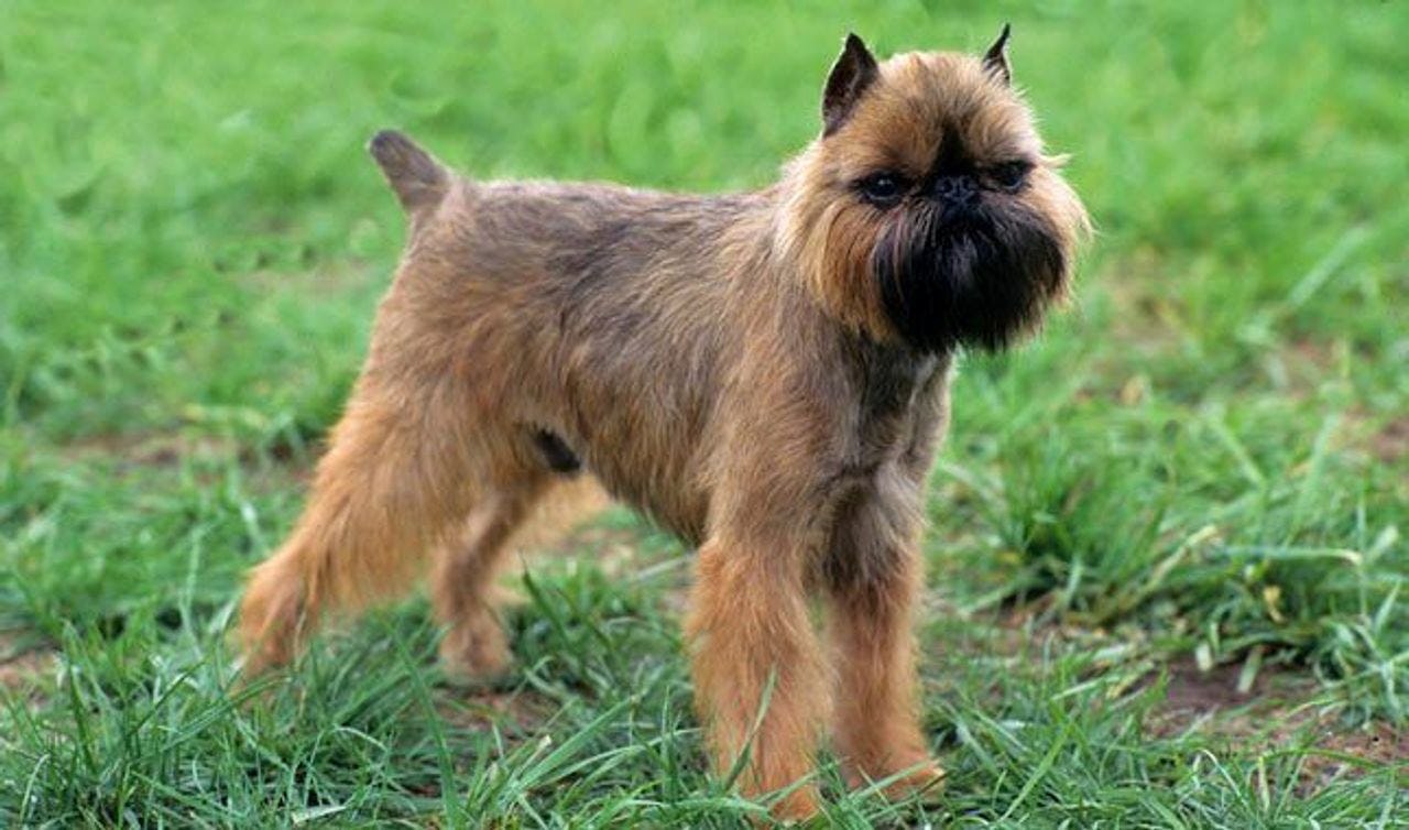 Secondary image of Griffon Bruxellois dog breed