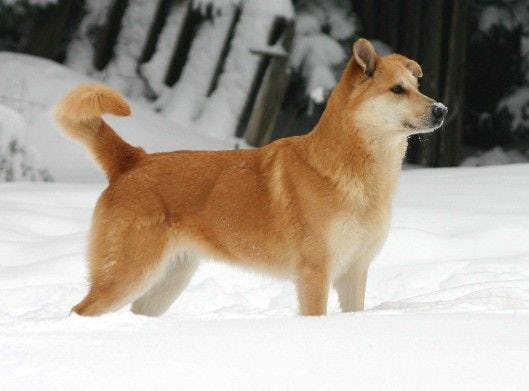 Secondary image of Chinook dog breed