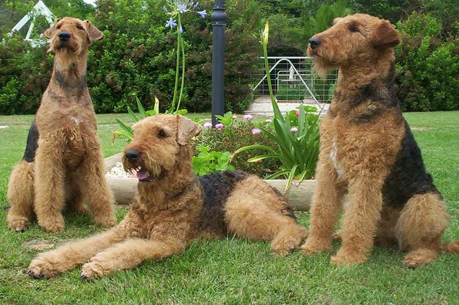 Secondary image of Airedale Terrier dog breed