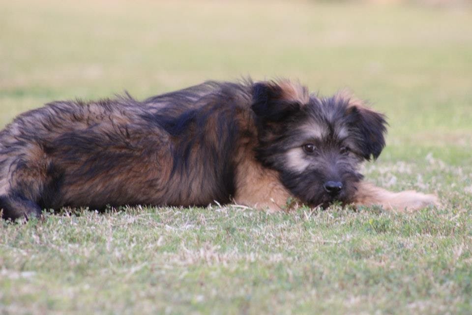 Secondary image of Armant dog breed