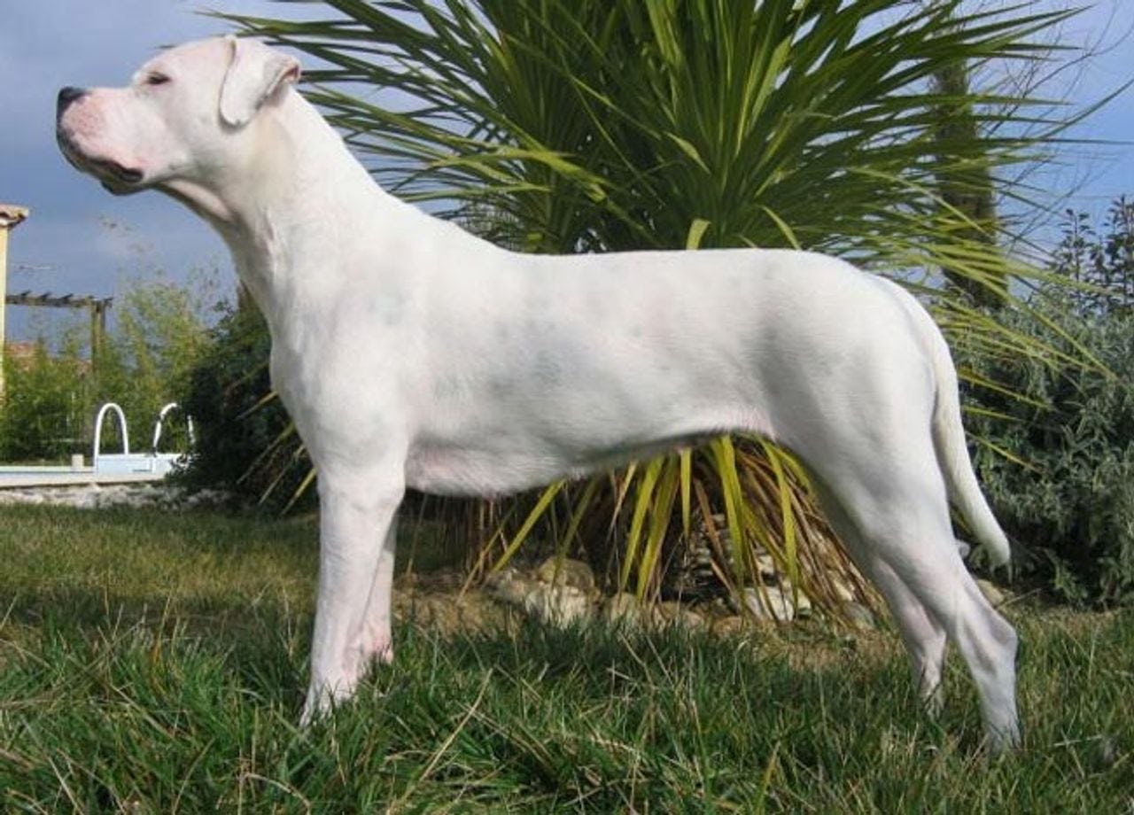 Secondary image of Dogo Argentino dog breed