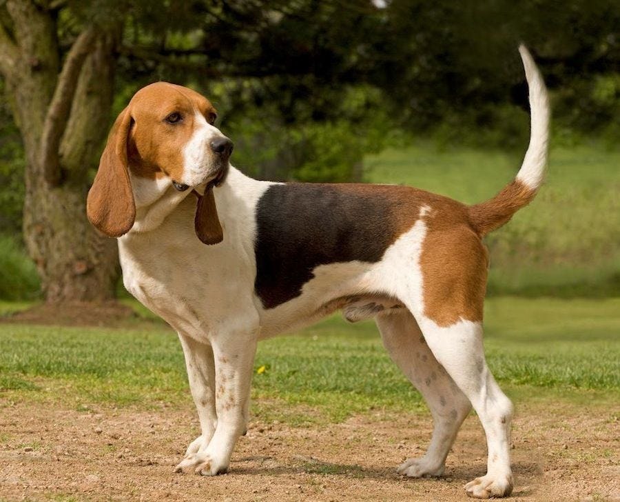 Secondary image of Artois Hound dog breed