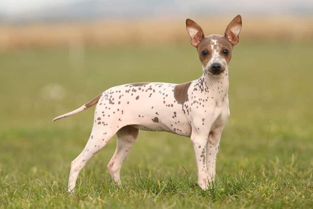 Secondary image of American Hairless Terrier dog breed