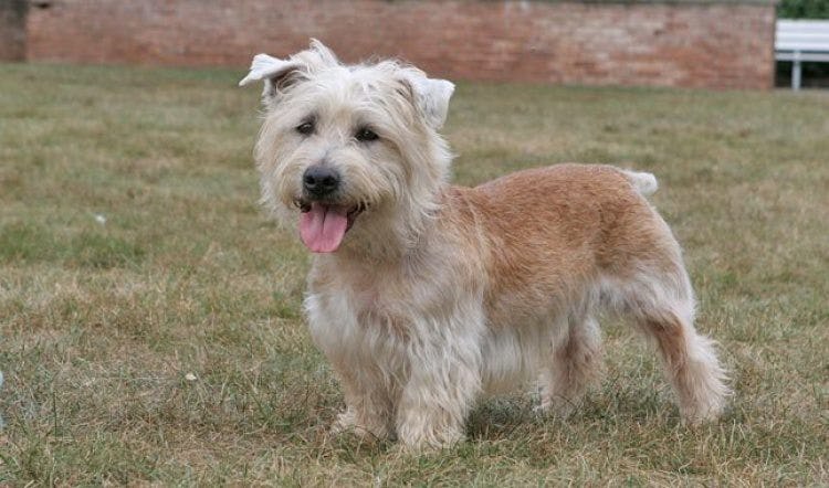 Secondary image of Glen of Imaal Terrier dog breed