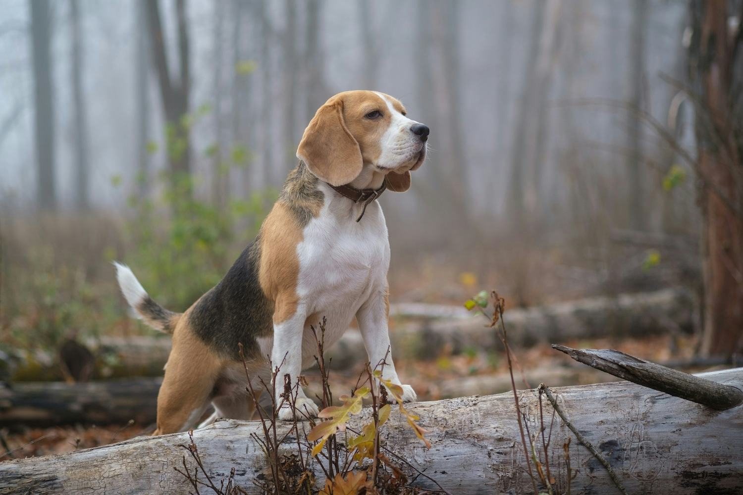 Secondary image of Beagle-Harrier dog breed