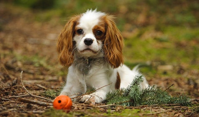 Secondary image of Cavalier King Charles Spaniel dog breed