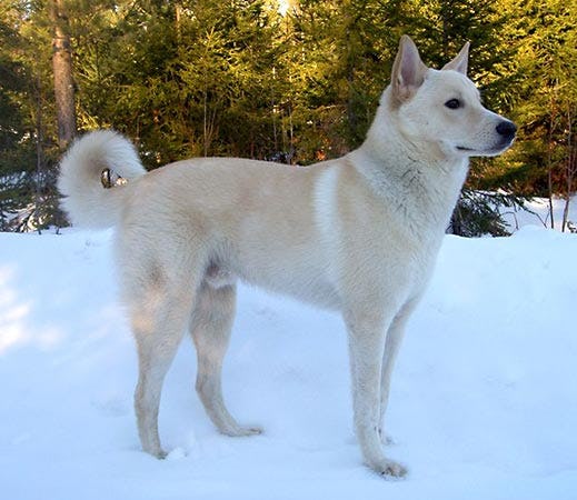 Secondary image of Canaan Dog dog breed
