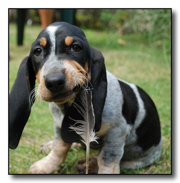 Secondary image of Basset Bleu De Gascogne dog breed