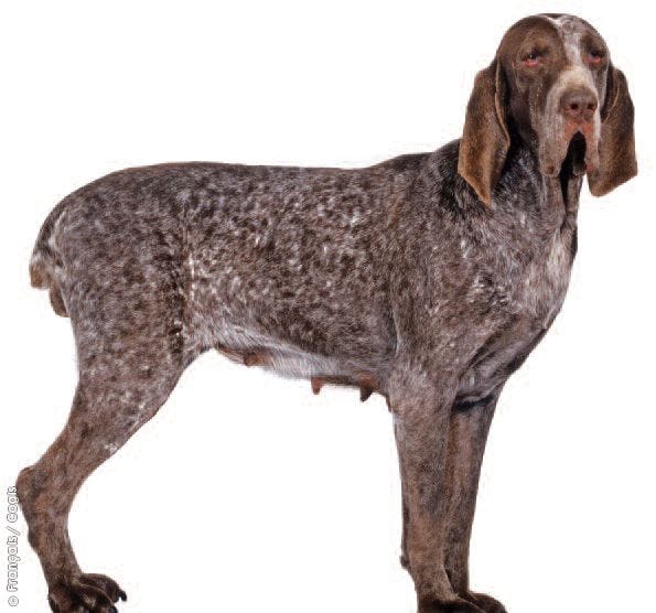 Secondary image of Burgos Pointer dog breed