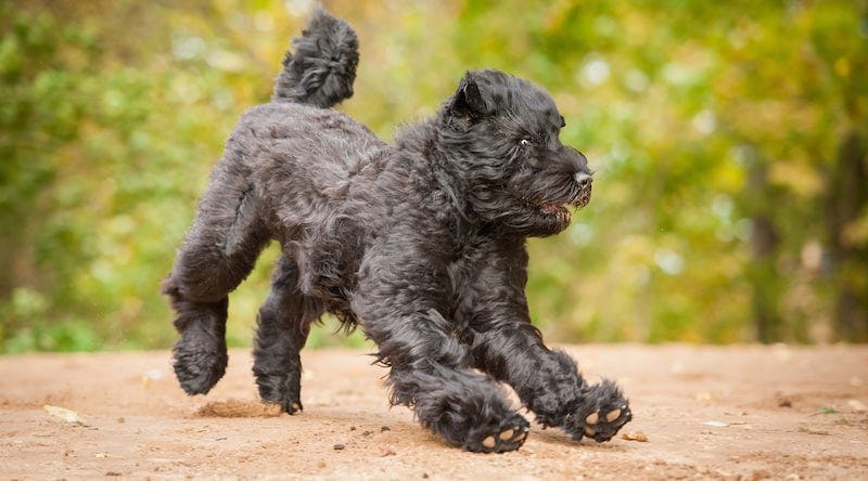 Secondary image of Black Russian Terrier dog breed