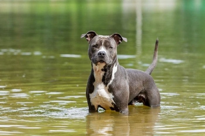 Secondary image of American Pit Bull Terrier dog breed