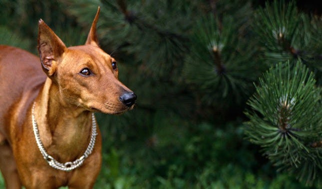 Secondary image of German Pinscher dog breed