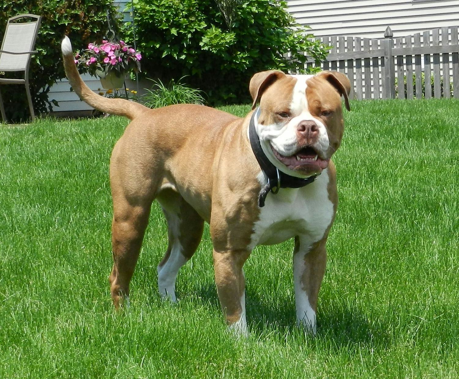 Secondary image of American Bulldog dog breed