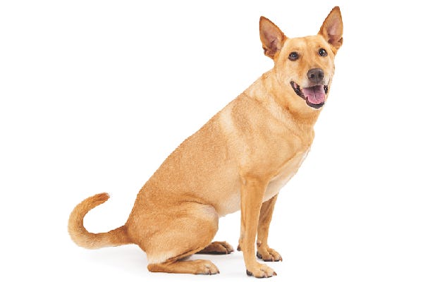 Secondary image of Carolina Dog dog breed