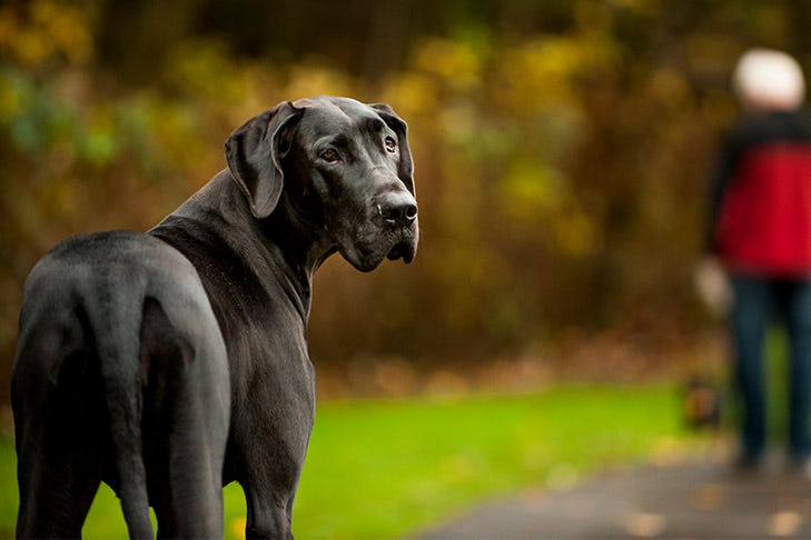 Secondary image of Great Dane dog breed