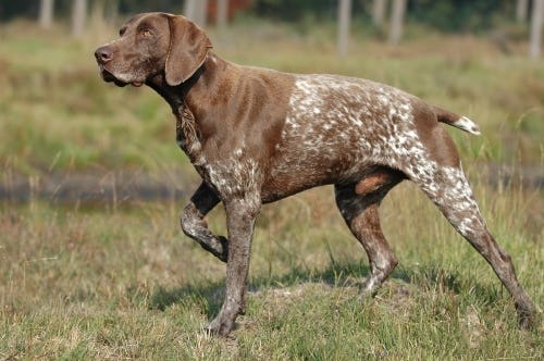 Secondary image of German Shorthaired Pointer dog breed