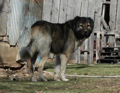 Secondary image of Armenian Gampr Dog dog breed