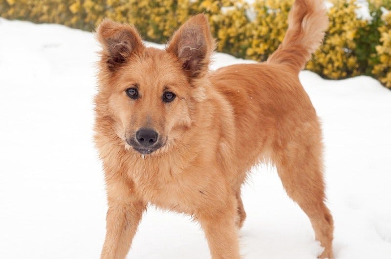 Secondary image of Basque Shepherd Dog dog breed