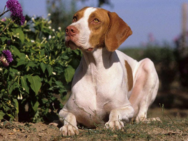 Secondary image of Braque Saint-Germain dog breed