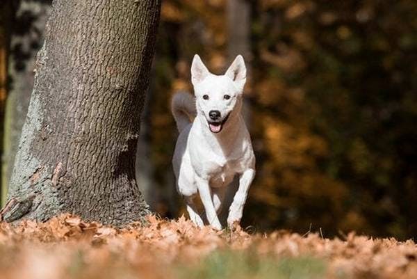 Primary image of Canaan Dog