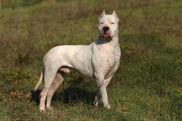 Primary image of Dogo Argentino