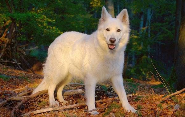 Primary image of Berger Blanc Suisse