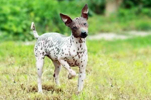 Primary image of American Hairless Terrier