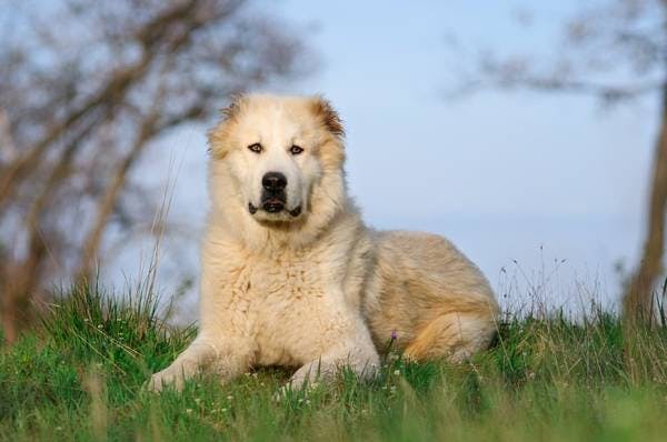 Primary image of Central Asian Shepherd Dog