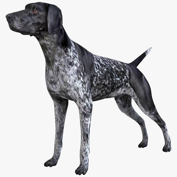 Image for the Black and White Ticked variation for dog breed