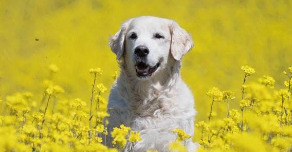 Image for the English Cream variation for dog breed