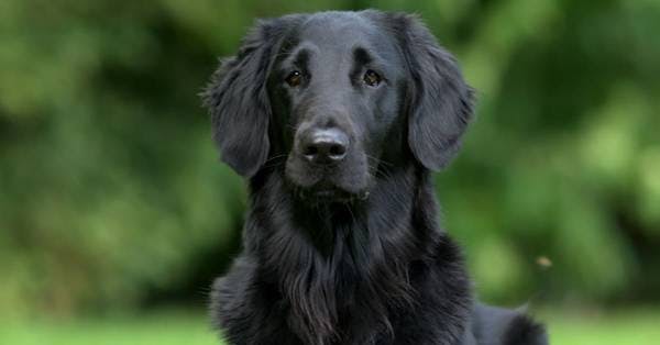 Image for the Black variation for dog breed