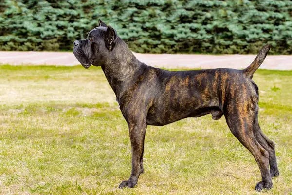 Image for the Brindle variation for dog breed