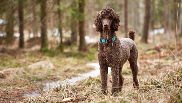 Primary image of Poodle