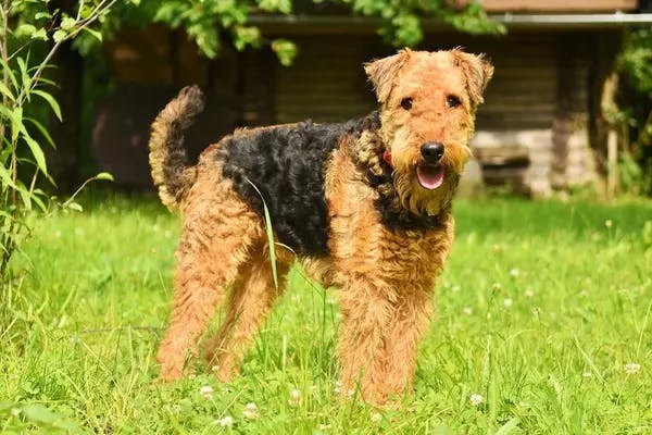 Primary image of Airedale Terrier