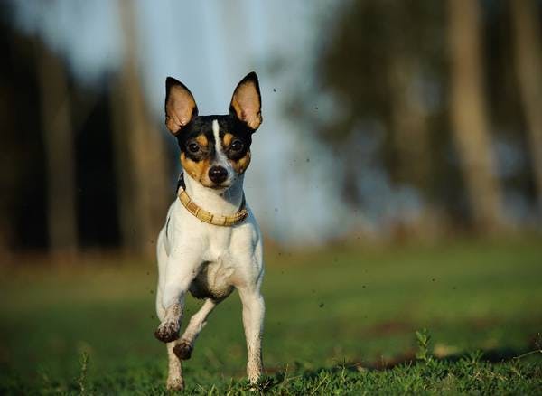 Primary image of Toy Fox Terrier