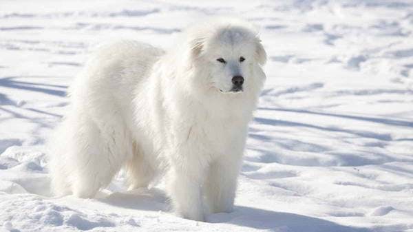 Primary image of Great Pyrenees