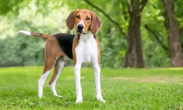 Primary image of American Foxhound