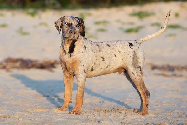 Primary image of Catahoula Leopard Dog